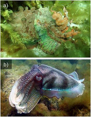 Dynamic Skin Patterns in Cephalopods